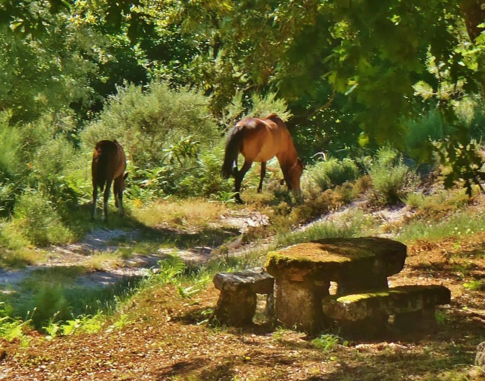Quinta Do Rio Homem Caldelas Buitenkant foto